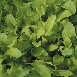 Rocket Salad | Approx 1000 Seeds