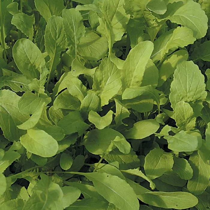 Rocket Salad | Approx 1000 Seeds 3 Rocket Salad | Approx 1000 Seeds