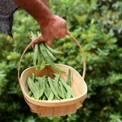 Bean (runner) White Lady (PBR) | Approx 45 Seeds