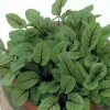 Sorrel Red Veined | Approx 200 Seeds -Plants outlet store SD30000432 8f33