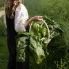 Spinach Giant Winter | Approx 225 Seeds -Plants outlet store SD30000434 4e17