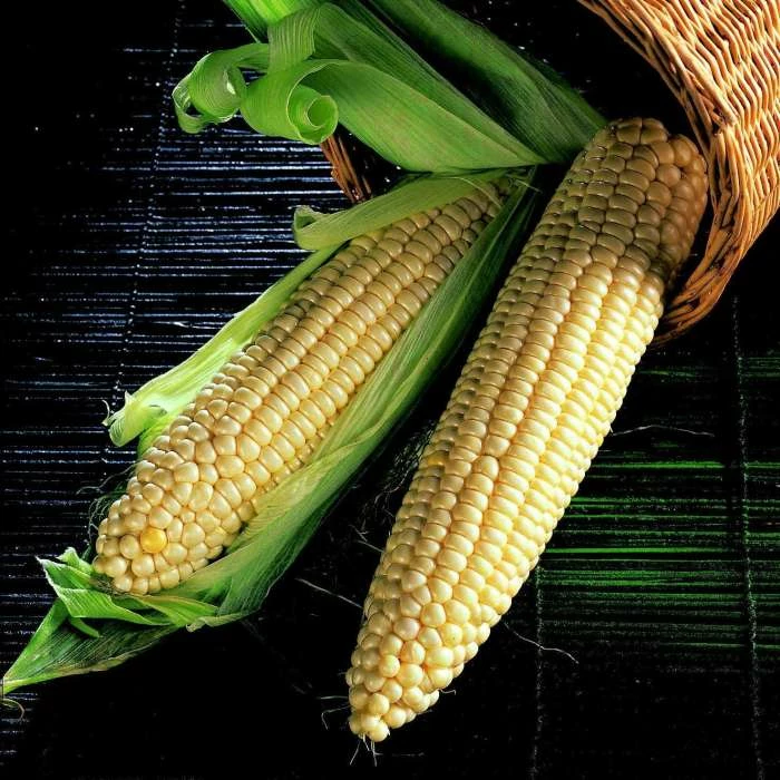 Sweetcorn Swift | Approx 50 Seeds 3 Sweetcorn Swift | Approx 50 Seeds