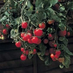 Tomato Gartenperle | Approx 25 Seeds