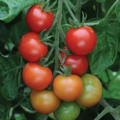 Tomato Gardeners Delight | Approx 50 Seeds