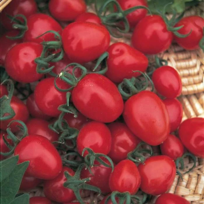 Tomato Red Alert | Approx 25 Seeds 3 Tomato Red Alert | Approx 25 Seeds