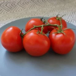 Tomato Ailsa Craig | Approx 75 Seeds