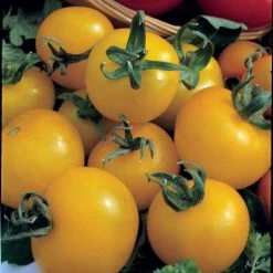 Tomato Golden Sunrise | Approx 75 Seeds