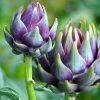 Artichoke Romanesco | Approx 40 Seeds -Plants outlet store SD30000452 30e6