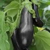 Aubergine Black Beauty | Approx 50 Seeds 2 Aubergine Black Beauty | Approx 50 Seeds -Plants outlet store SD30000453 5eaa