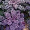 Kale Redbor | Approx 50 Seeds -Plants outlet store SD30000456 263b