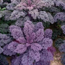 Kale Redbor | Approx 50 Seeds