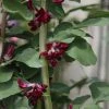 Bean (broad) Crimson-flowered | Approx 20 Seeds 2 Bean (broad) Crimson-flowered | Approx 20 Seeds -Plants outlet store SD30000457 56d8