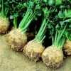 Celeriac Prinz | Approx 100 Seeds -Plants outlet store SD30000458 b4bd