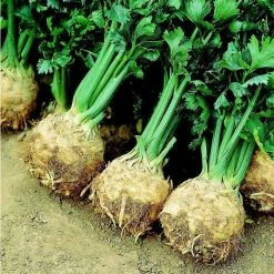 Celeriac Prinz | Approx 100 Seeds