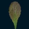Mustard Red Giant | Approx 350 Seeds -Plants outlet store SD30000465 c2ce