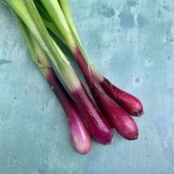 Spring Onion North Holland Blood Red | Approx 250 Seeds