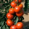 Tomato Fandango | Approx 25 Seeds 1 Tomato Fandango | Approx 25 Seeds -Plants outlet store SD30000475 fd2d