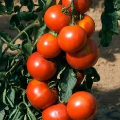 Tomato Fandango | Approx 25 Seeds