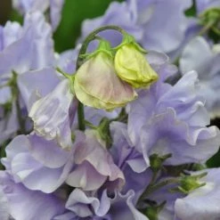 Lathyrus Odoratus Charlie's Angel | Approx 20 Seeds