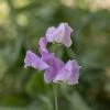 Lathyrus Odoratus Daphne | Approx 20 Seeds 1 Lathyrus Odoratus Daphne | Approx 20 Seeds -Plants outlet store SD30000480 835b
