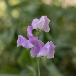 Lathyrus Odoratus Daphne | Approx 20 Seeds