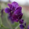 Lathyrus Odoratus Pluto | Approx 20 Seeds -Plants outlet store SD30000481 1a31