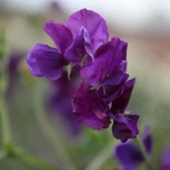 Lathyrus Odoratus Pluto | Approx 20 Seeds
