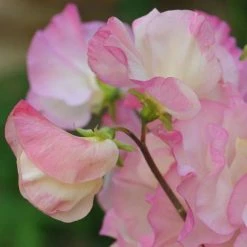 Lathyrus Odoratus Frolic | Approx 20 Seeds
