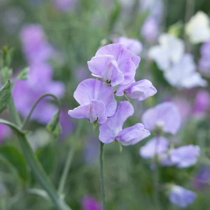 Lathyrus Odoratus Karen Louise | Approx 20 Seeds 3 Lathyrus Odoratus Karen Louise | Approx 20 Seeds