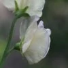 Lathyrus Odoratus High Scent | Approx 20 Seeds 1 Lathyrus Odoratus High Scent | Approx 20 Seeds -Plants outlet store SD30000487 5e6a