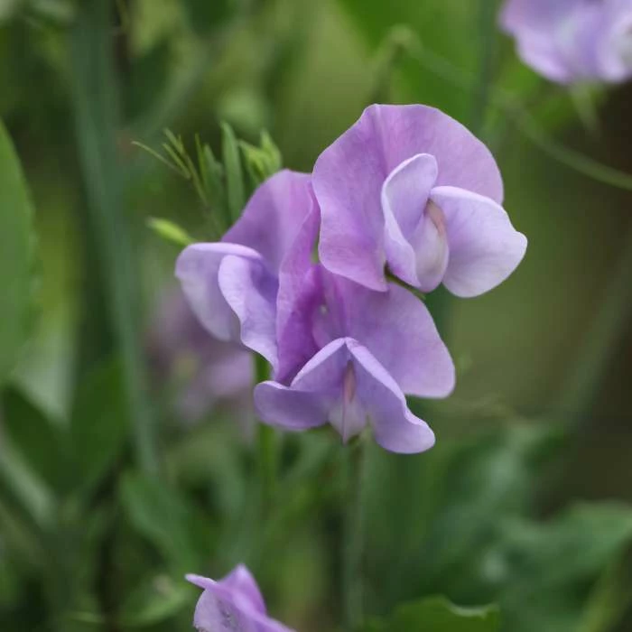 Lathyrus Odoratus Leamington | Approx 20 Seeds 3 Lathyrus Odoratus Leamington | Approx 20 Seeds