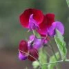 Lathyrus Odoratus Matucana | Approx 20 Seeds -Plants outlet store SD30000489 c353