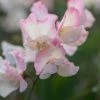 Lathyrus Odoratus Mollie Rilstone | Approx 20 Seeds -Plants outlet store SD30000490 72a2