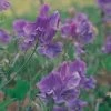 Lathyrus Odoratus Noel Sutton | Approx 20 Seeds -Plants outlet store SD30000491 322e