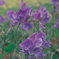 Lathyrus Odoratus Noel Sutton | Approx 20 Seeds