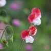 Lathyrus Odoratus Painted Lady | Approx 20 Seeds