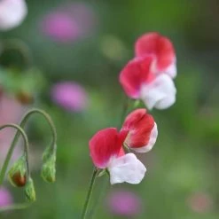 Lathyrus Odoratus Painted Lady | Approx 20 Seeds