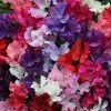 Lathyrus Odoratus Spencer Waved Mixed | Approx 35 Seeds -Plants outlet store SD30000494 7d92