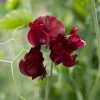 Lathyrus Odoratus Windsor | Approx 20 Seeds -Plants outlet store SD30000495 dd3c