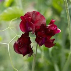 Lathyrus Odoratus Windsor | Approx 20 Seeds