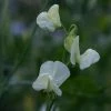 Lathyrus Odoratus Royal Wedding | Approx 20 Seeds 1 Lathyrus Odoratus Royal Wedding | Approx 20 Seeds -Plants outlet store SD30000496 0166