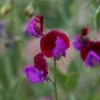 Lathyrus Odoratus Cupani | Approx 20 Seeds -Plants outlet store SD30000497 a057