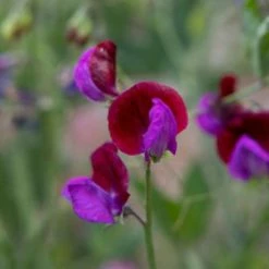Lathyrus Odoratus Cupani | Approx 20 Seeds