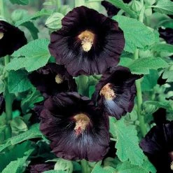 Alcea Rosea Nigra | Approx 50 Seeds