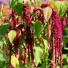 Amaranthus Caudatus | Approx 2200 Seeds -Plants outlet store SD30000500 408d