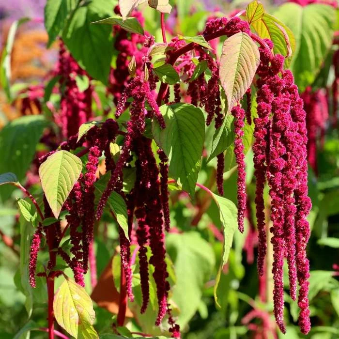 Amaranthus Caudatus | Approx 2200 Seeds 3 Amaranthus Caudatus | Approx 2200 Seeds