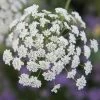 Ammi Majus | Approx 500 Seeds -Plants outlet store SD30000501 8267