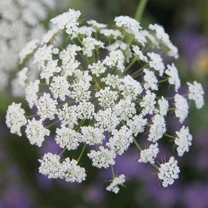 Ammi Majus | Approx 500 Seeds 3 Ammi Majus | Approx 500 Seeds