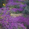 Aubrieta Purple Cascade (Cascade Series) | Approx 400 Seeds 2 Aubrieta Purple Cascade (Cascade Series) | Approx 400 Seeds -Plants outlet store SD30000504 8c5a