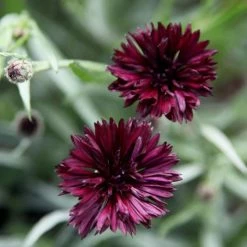 Centaurea Cyanus Black Ball | Approx 300 Seeds